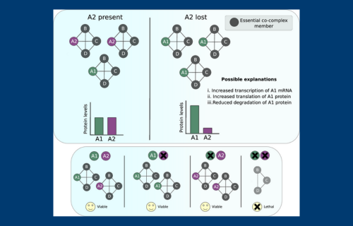 New study identifies one mechanism that helps cancer cells withstand genetic mutations